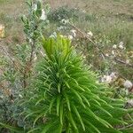 Lilium pyrenaicum Hostoa