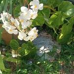 Begonia minor Kvet