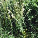 Lepidium campestre Flor