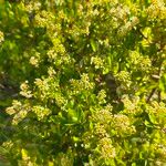 Embelia angustifolia Цвят