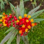 Asclepias curassavicaKvet