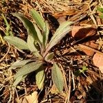 Cynoglossum dioscoridis Leaf