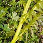 Pedicularis recutita Bark