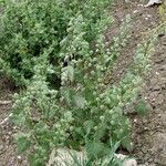 Urtica pilulifera Blomst