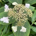 Hydrangea involucrata Blüte