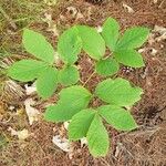 Aralia nudicaulis Folio