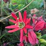 Passiflora racemosa പുഷ്പം