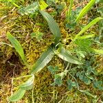 Ophrys apiferaDeilen