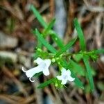 Houstonia longifolia Blüte