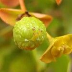 Euphorbia clementei