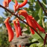 Erythrina senegalensis Květ