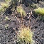 Festuca valesiaca Folha