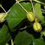 Pisonia macranthocarpa 果實