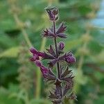 Stachys sylvaticaŽiedas