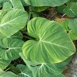 Philodendron gloriosum Blad