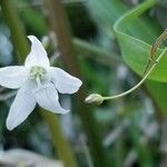 Campanula aparinoides Blüte