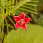 Ipomoea coccinea 花