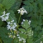 Anthriscus sylvestris Цветок