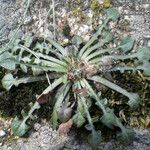Hypochaeris robertia Hoja