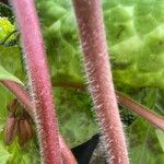 Podophyllum cv. 'Kaleidoscope' Kůra