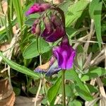 Lathyrus vernusFloare