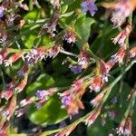 Limonium carolinianum Flower