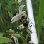 Ophrys scolopax Квітка