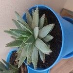 Aloe brevifoliaপাতা