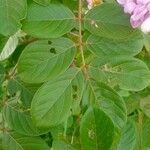 Lonchocarpus sericeus Folha
