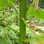 Cardiocrinum giganteum Casca