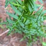 Hymenopappus artemisiifolius Leaf