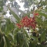 Sterculia foetida Flower