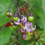 Solanum dulcamara Other