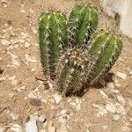 Pachycereus pecten-aboriginumFrunză