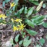 Hieracium racemosum Blüte