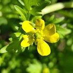 Ranunculus muricatus Flower