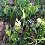 Vicia hybrida Foglia