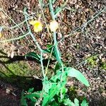 Lactuca muralisFlower