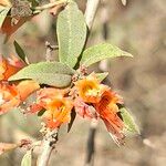 Woodfordia fruticosa Blomma