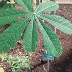 Manihot esculenta List