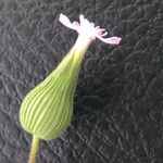 Silene conica Květ