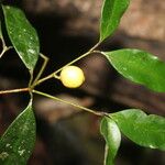 Eugenia oerstediana Fruit