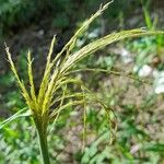 Digitaria insularis Cvet