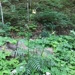 Cirsium erisithales Habit