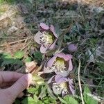 Helleborus purpurascens Blüte