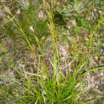 Carex sempervirens Habitus