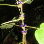 Miconia crenulata 葉