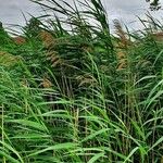 Phragmites australis Folha