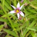 Sisyrinchium rosulatum 花