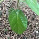 Premna serratifolia Leaf